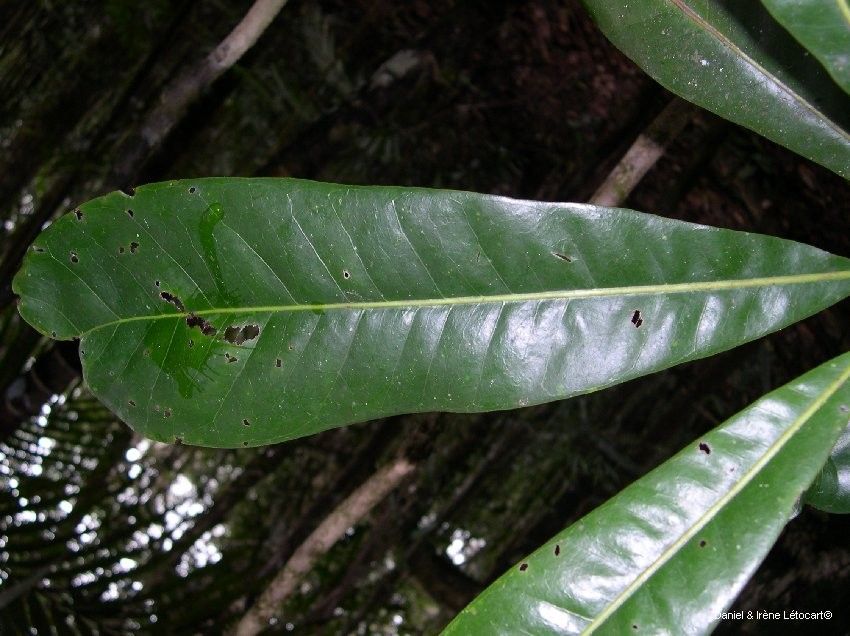 Virotia francii leaf