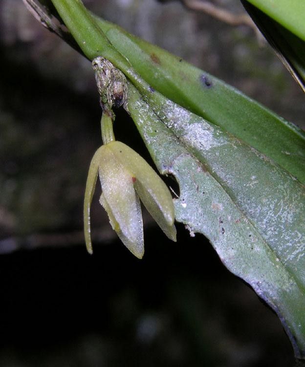 Octomeria costaricensis leaf