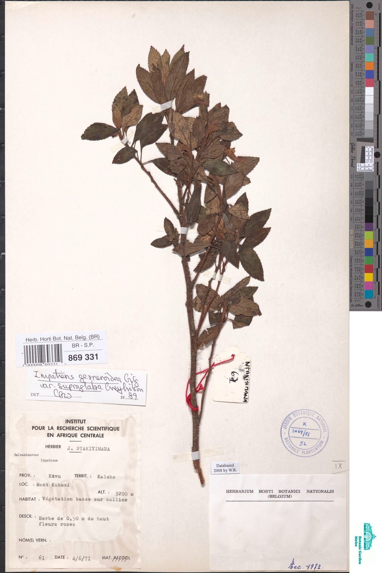 Impatiens superglabra — houseplant care guide