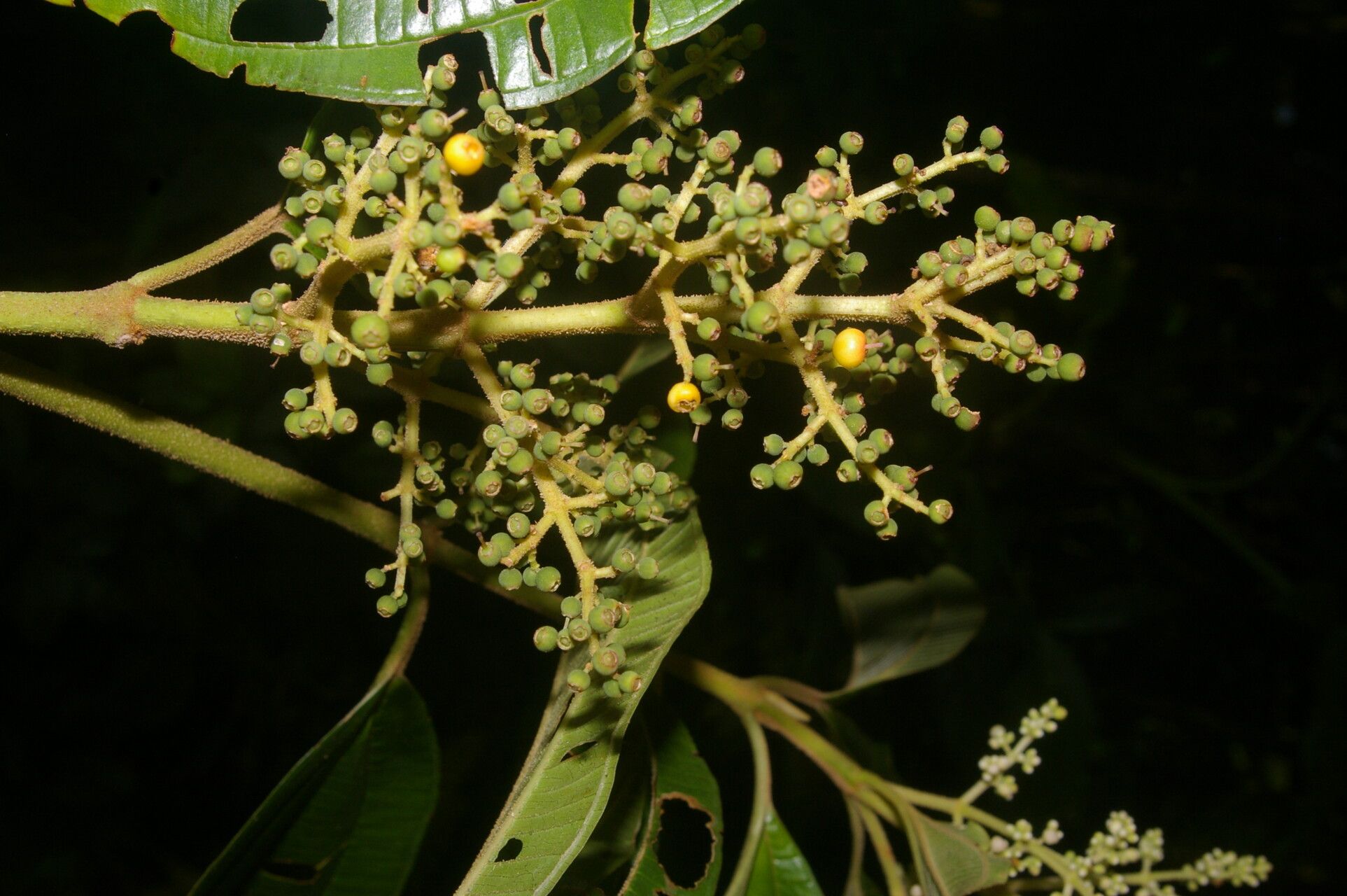 Miconia theizans leaf