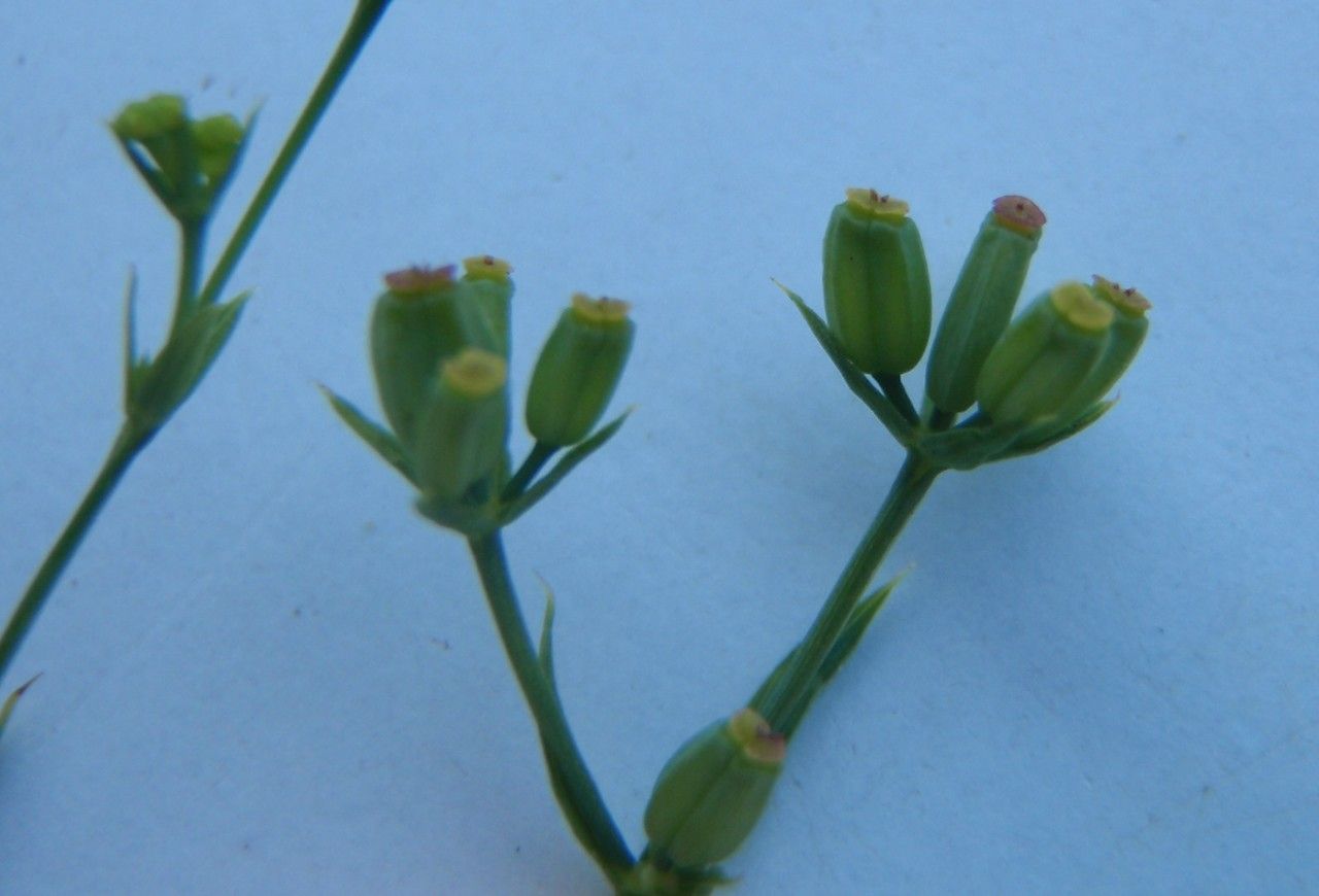 Bupleurum virgatum flower