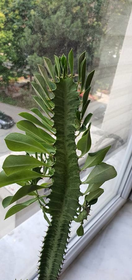 Euphorbia royleana leaf