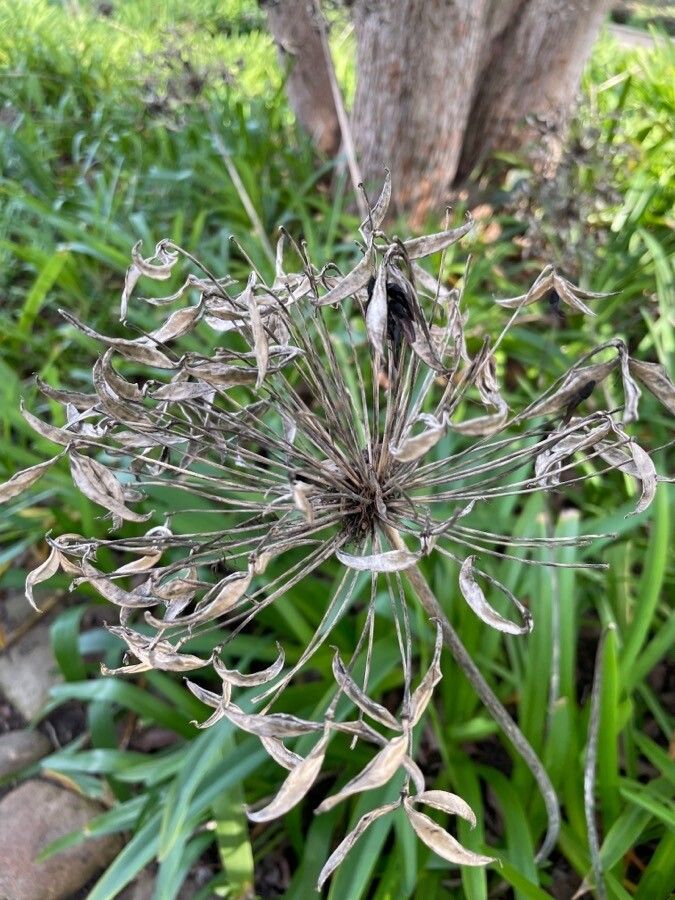 Agapanthus umbellatus flower