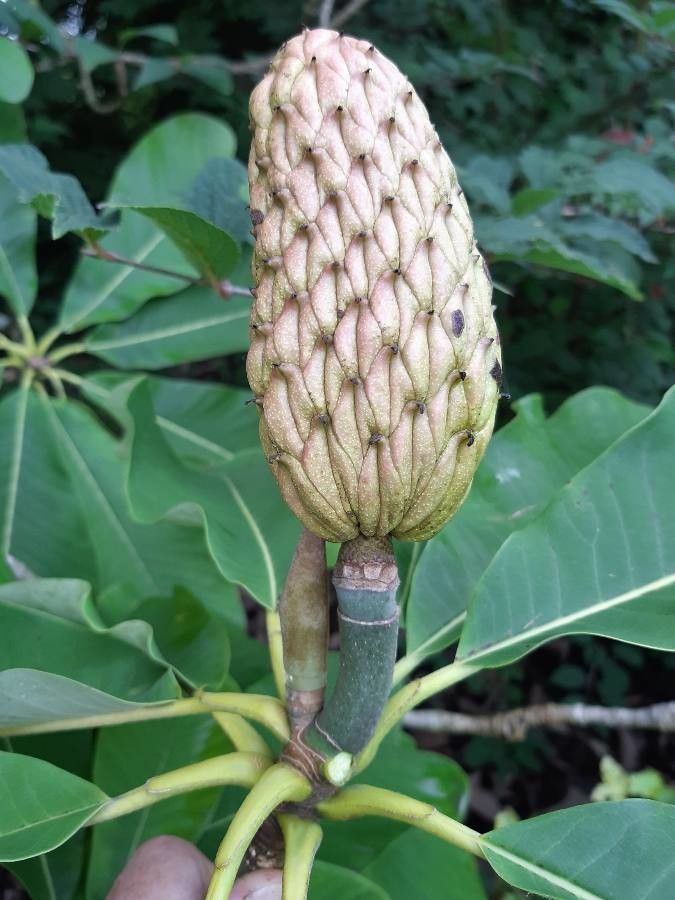 Magnolia officinalis fruit