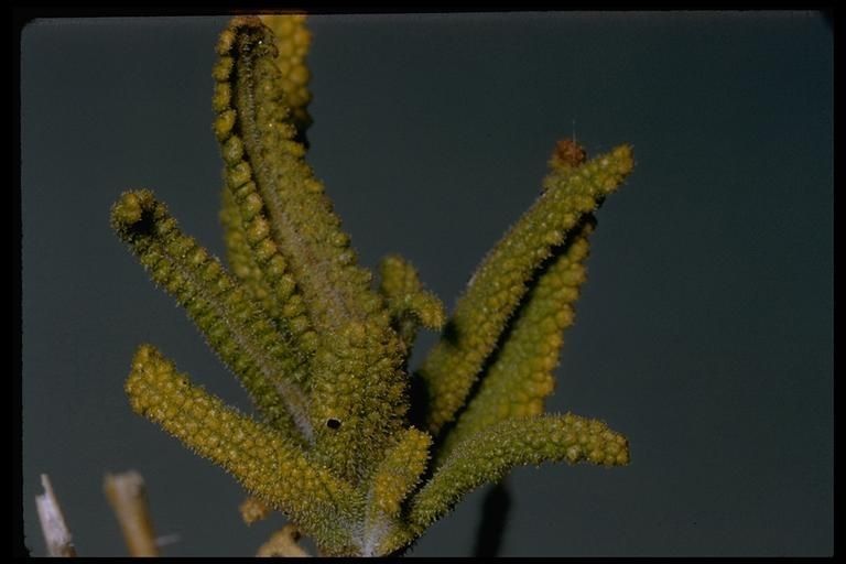 Salvia eremostachya — houseplant care guide