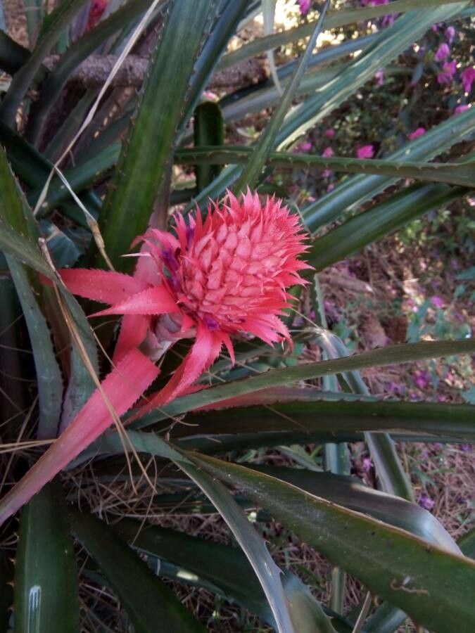 Ananas bracteatus flower