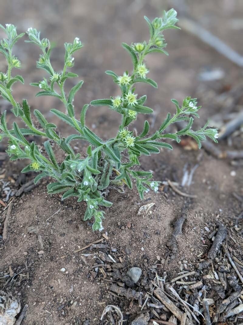 Lappula occidentalis flower
