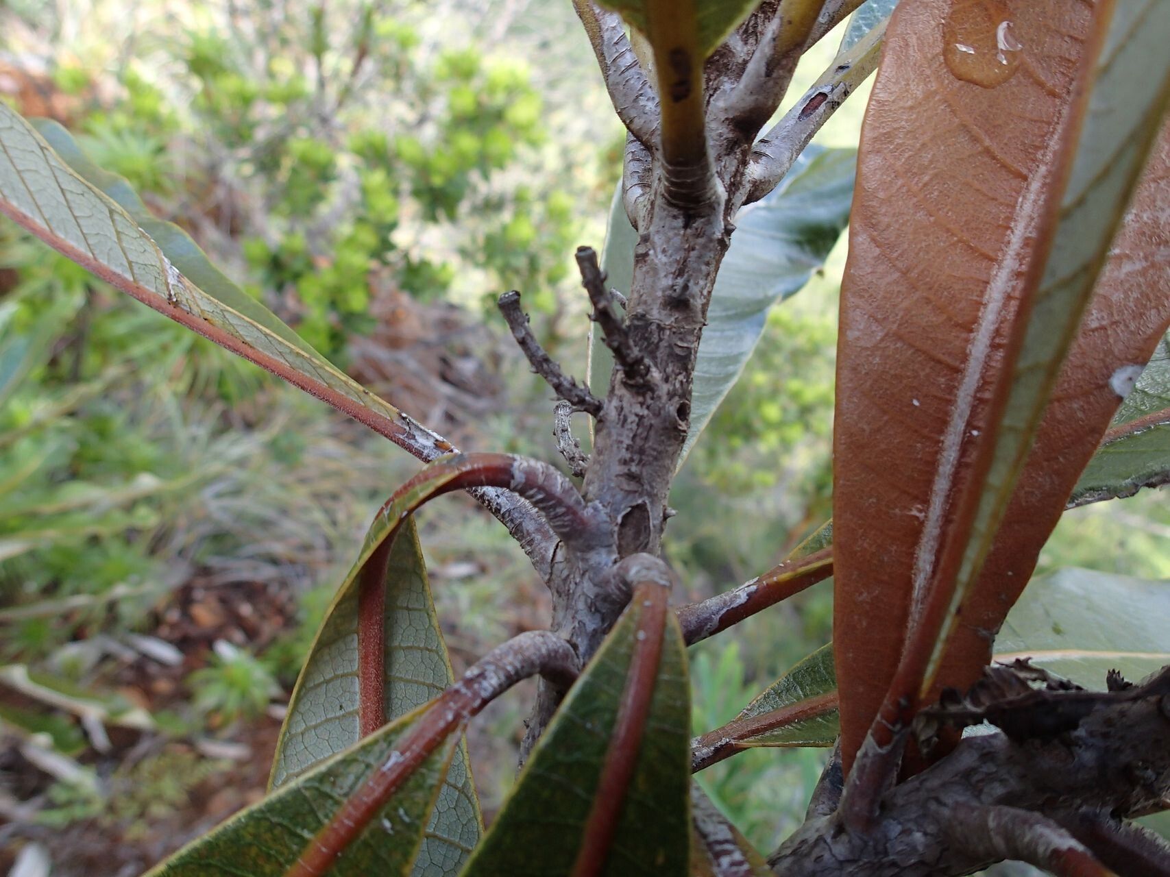 Semecarpus riparius bark