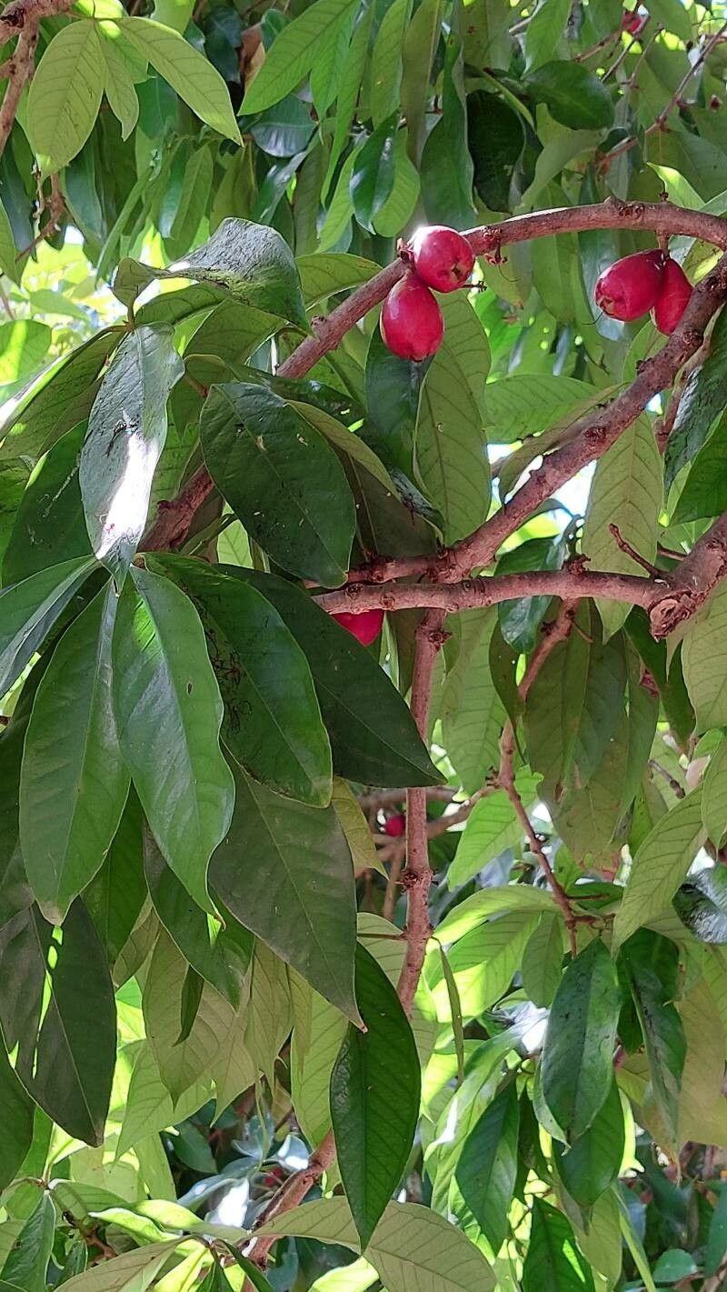 Syzygium malaccense leaf