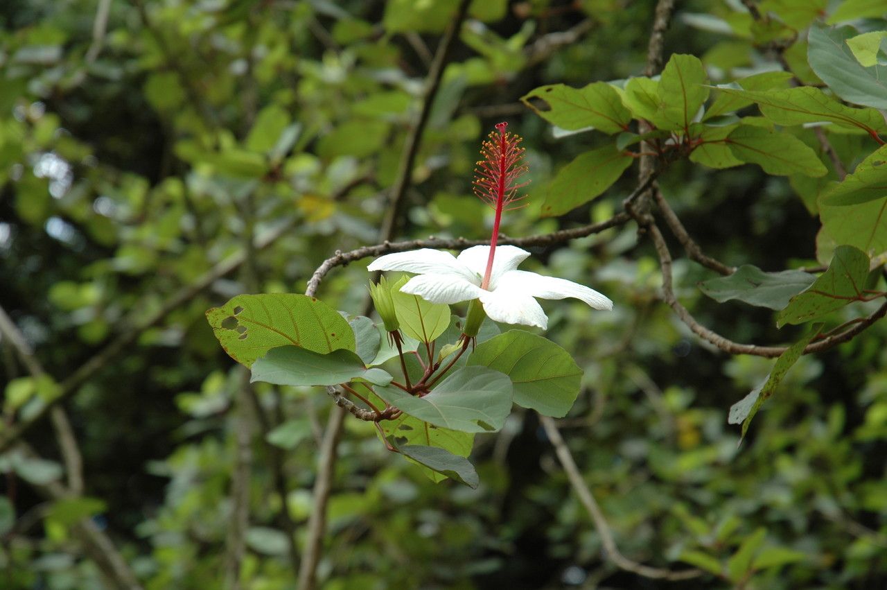 Hibiscus waimeae flower