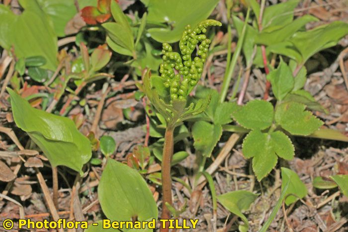 Botrychium lanceolatum habit