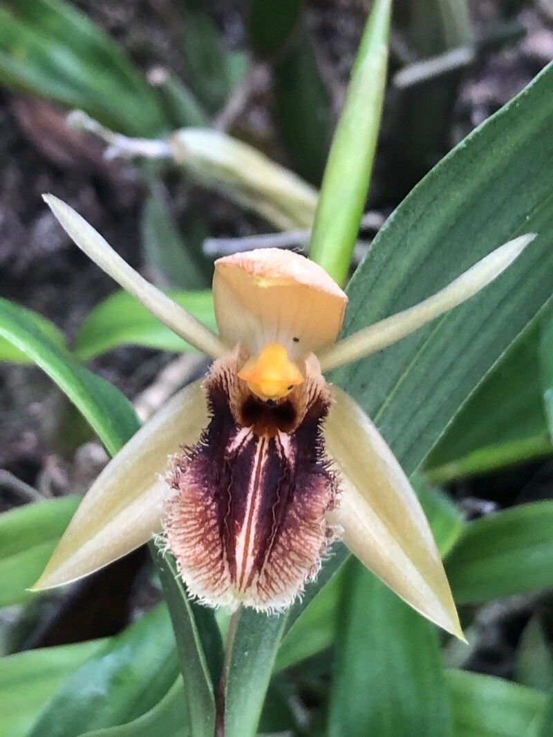 Coelogyne ovalis flower