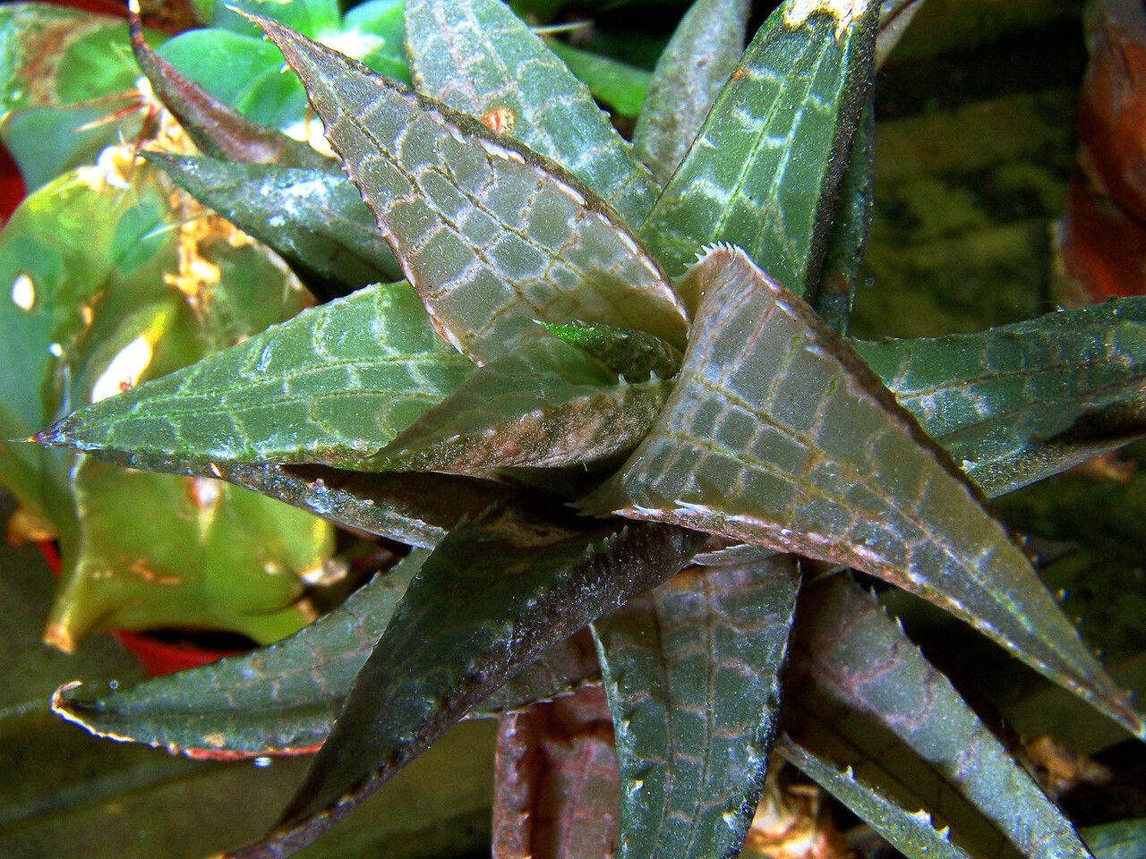 Haworthia venosa — search result for 'Asphodelaceae'
