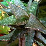 Haworthia venosa