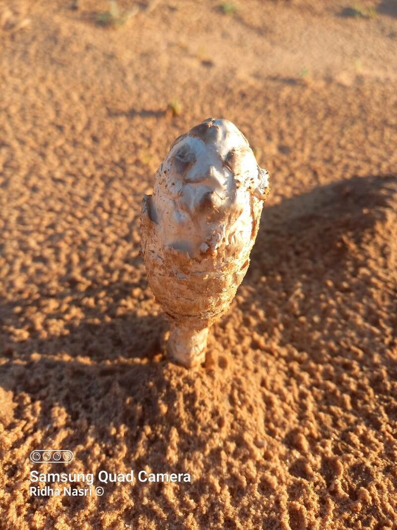 Dacryodes edulis leaf