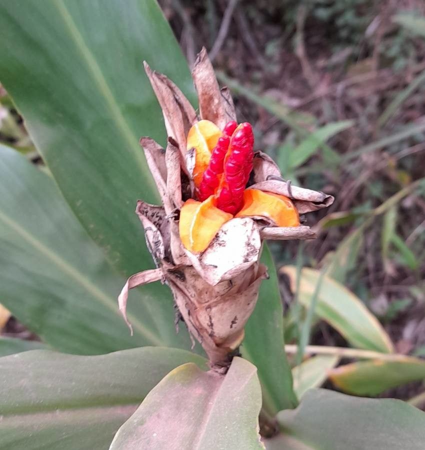 Hedychium coronarium fruit