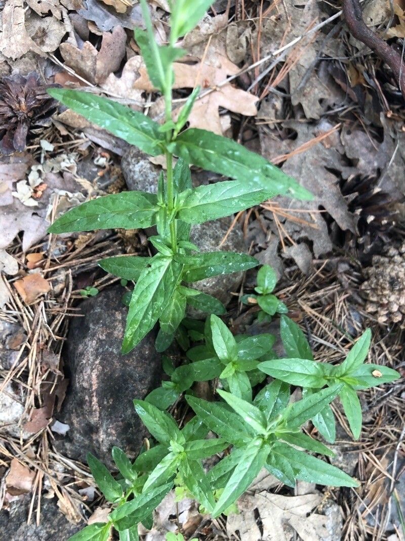 Epilobium palustre — search result for 'Epilobium'