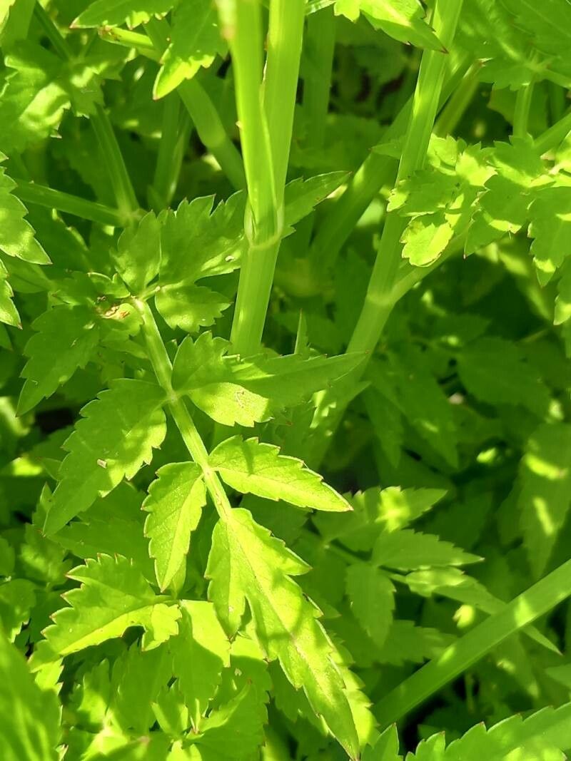 Oenanthe javanica leaf