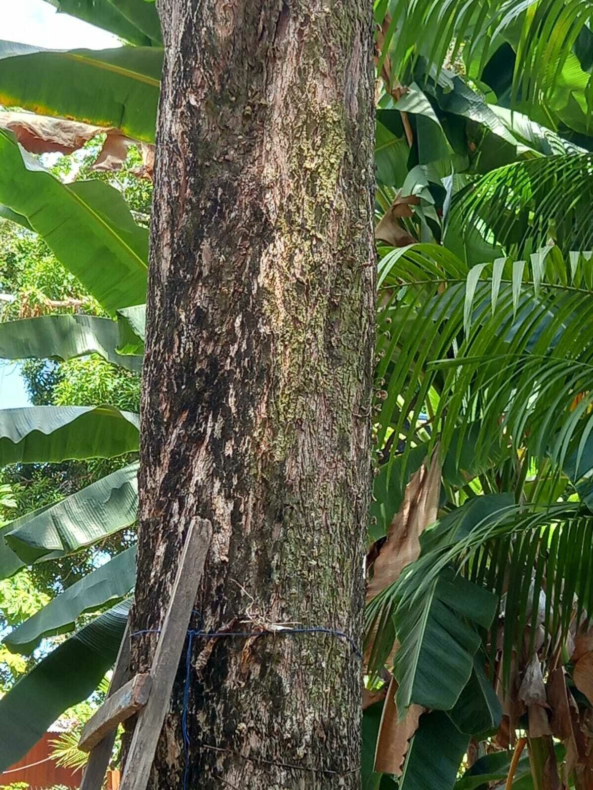 Pouteria macrophylla bark