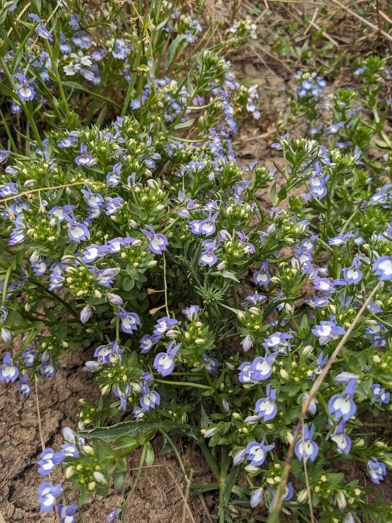 Downingia elegans habit