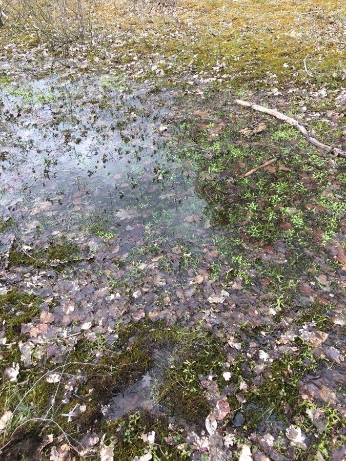 Ranunculus villarsii habit