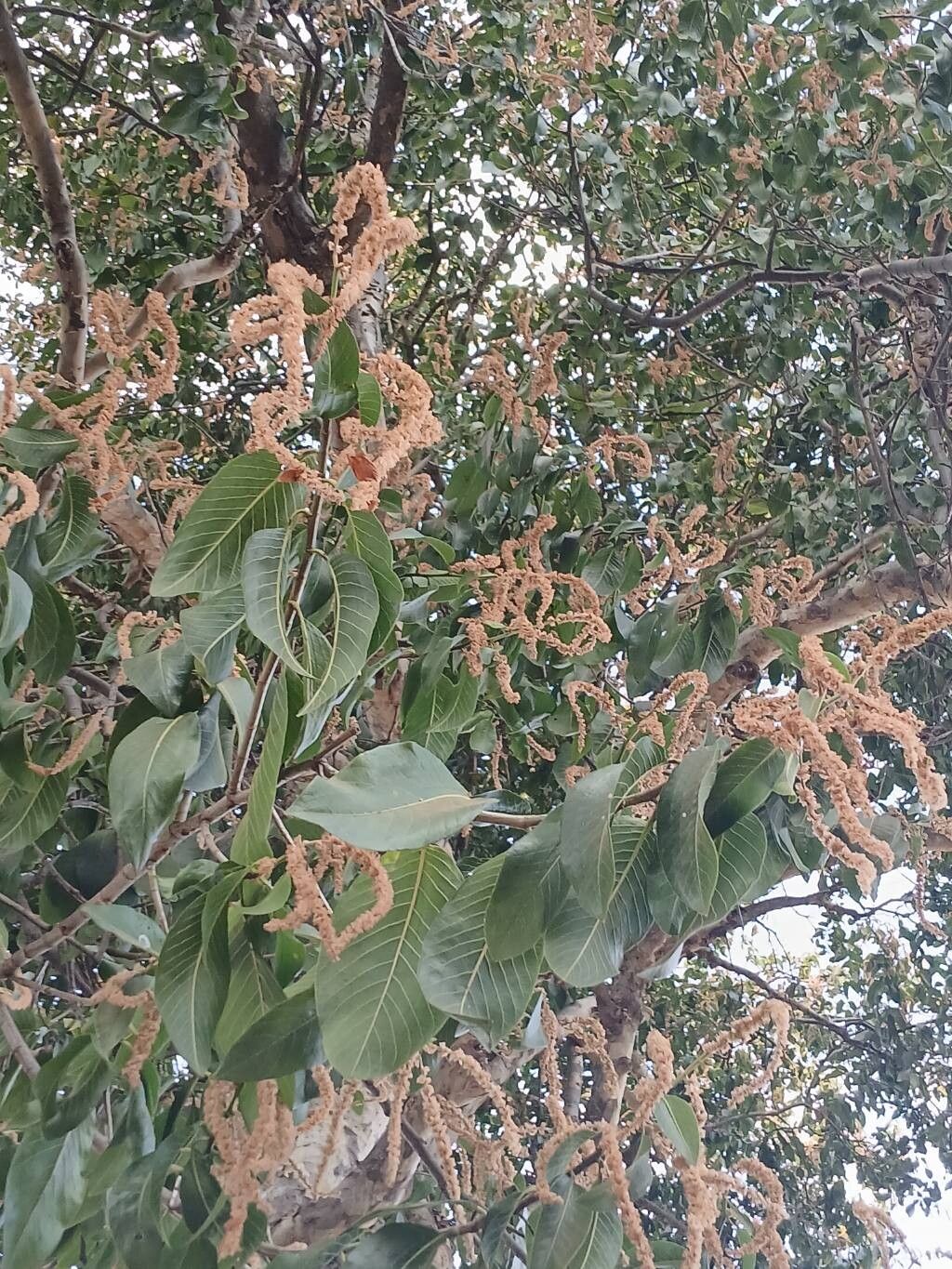 Ruprechtia brachysepala flower