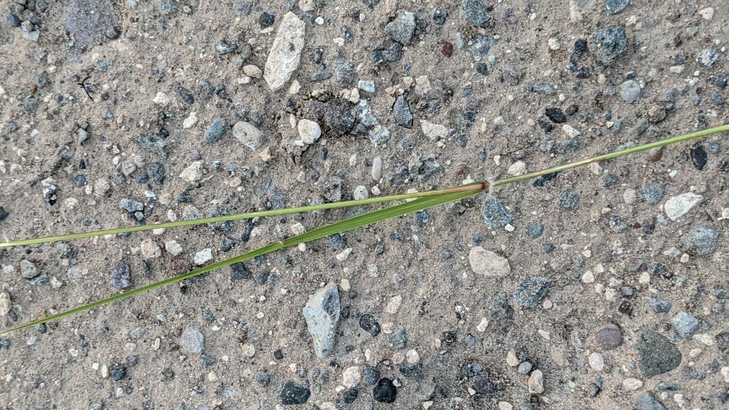 Sporobolus cryptandrus — search result for 'Sporobolus'