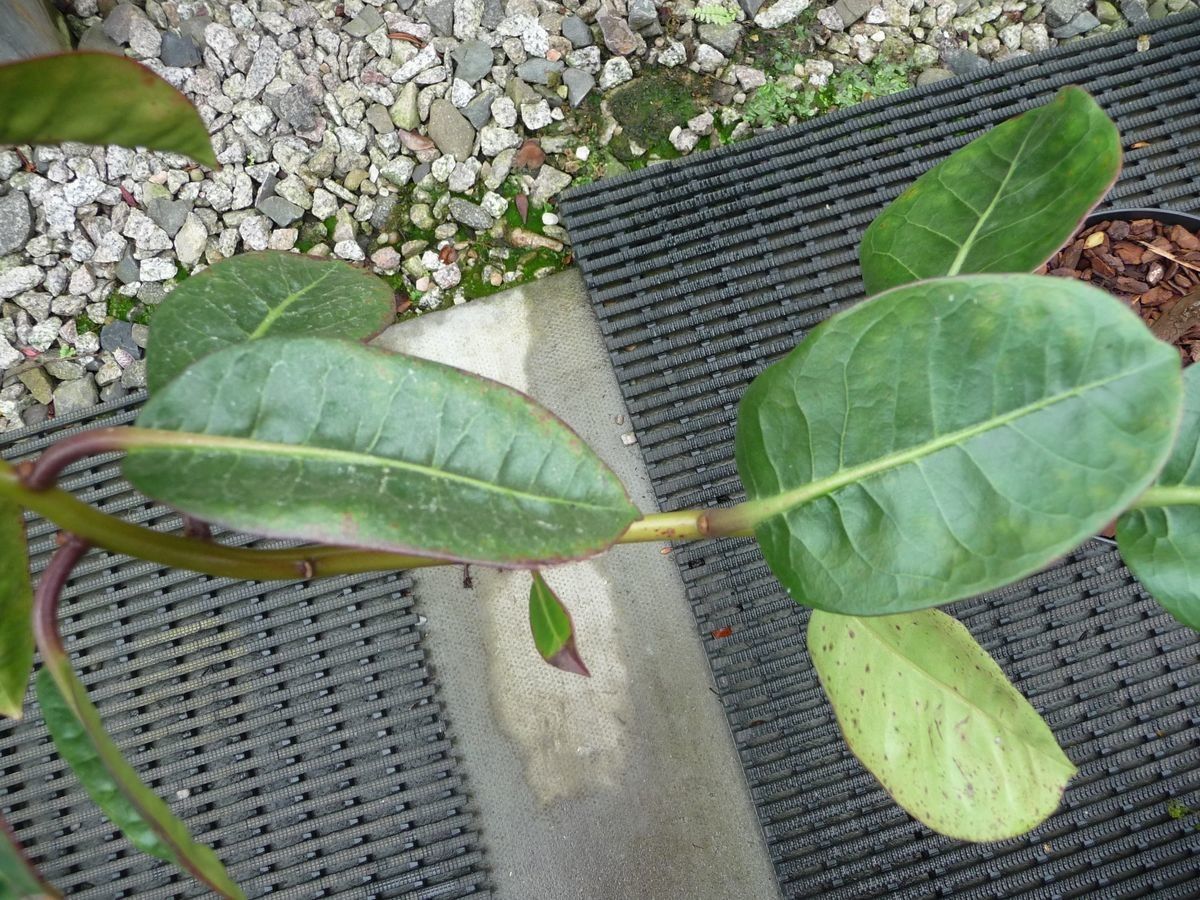 Rhododendron apiense — houseplant care guide