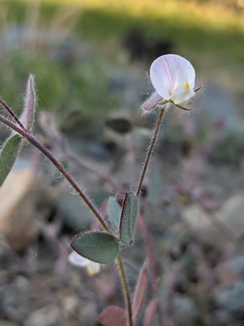 Acmispon americanus flower