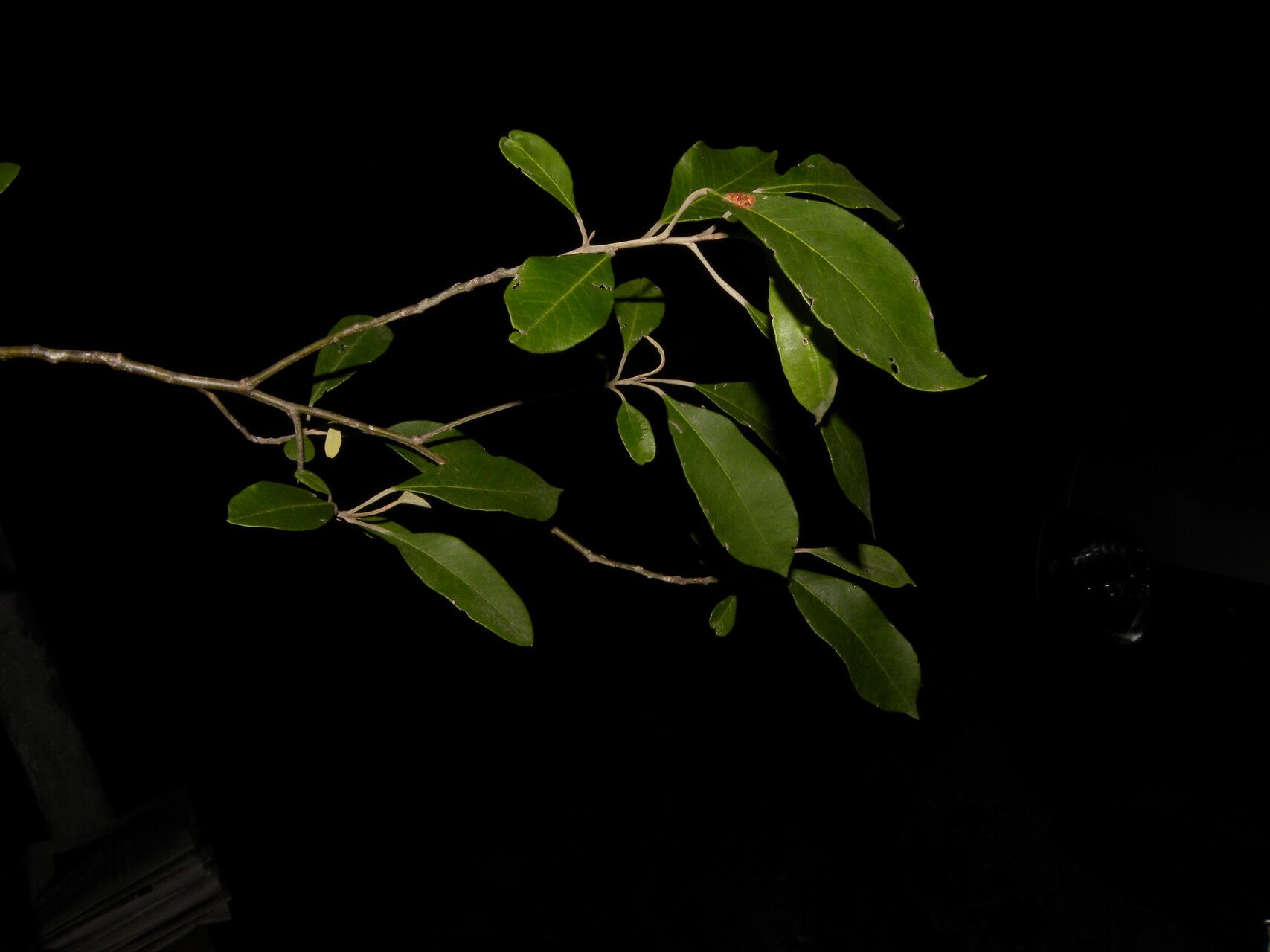 Quadrella morenoi habit