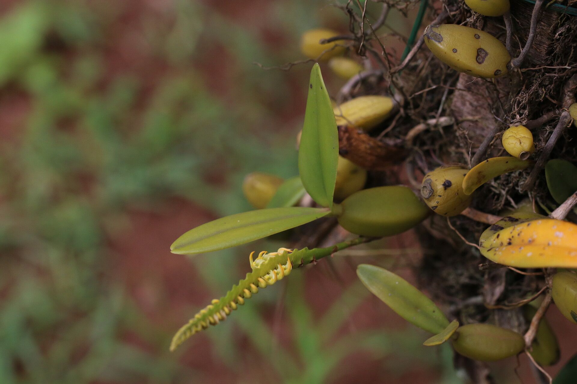 Bulbophyllum scaberulum habit