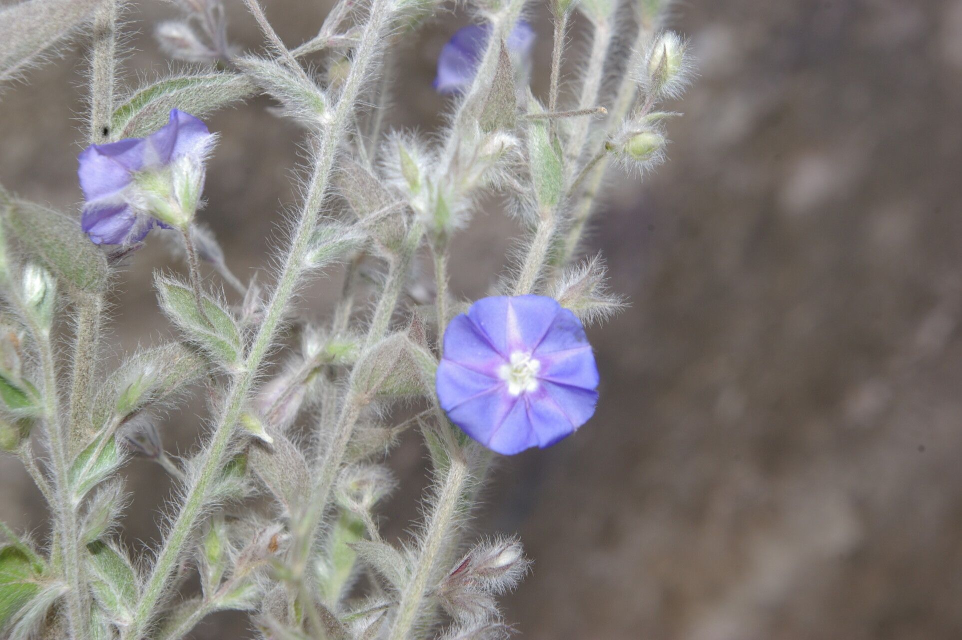 Evolvulus tenuis flower