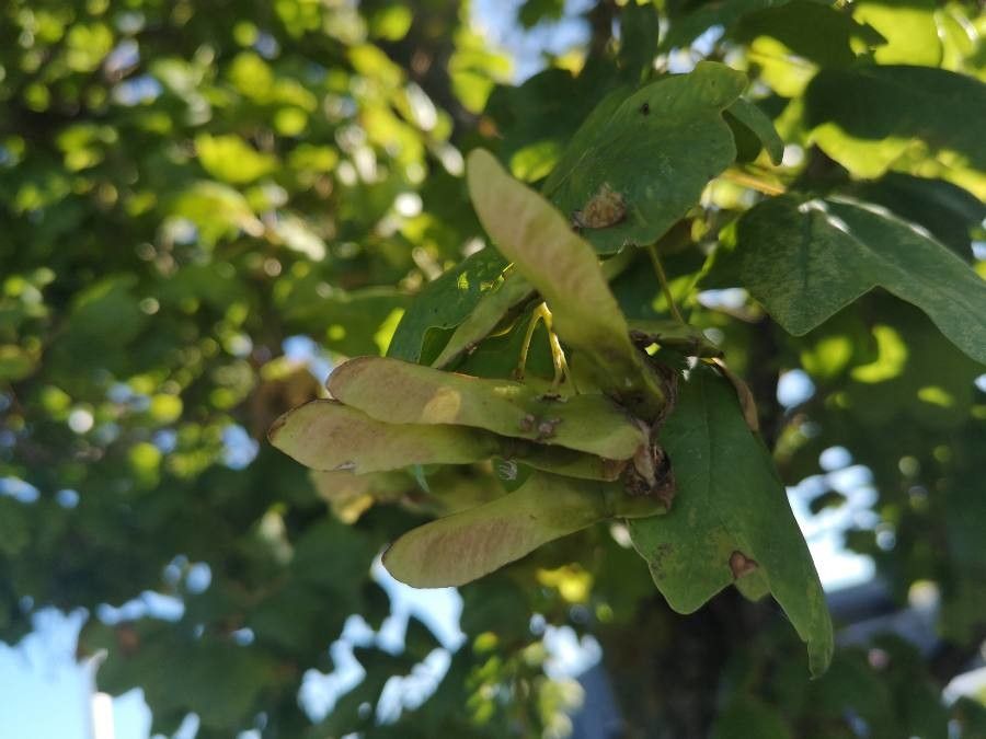 Acer monspessulanum fruit