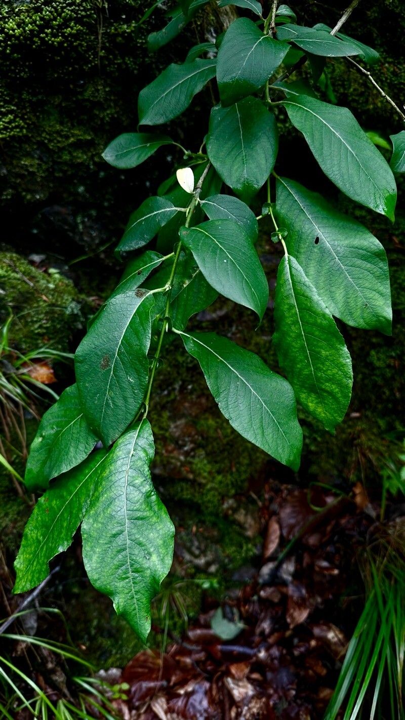 Salix silesiaca — houseplant care guide