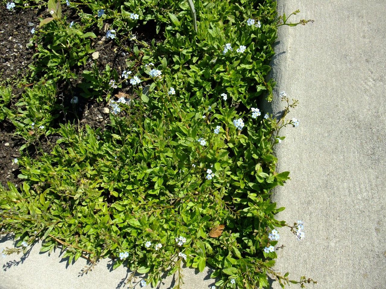 Myosotis rehsteineri habit