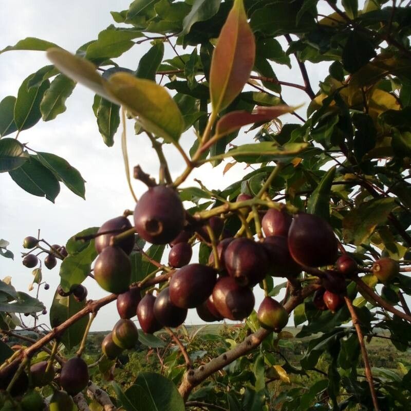 Syzygium brazzavillense fruit