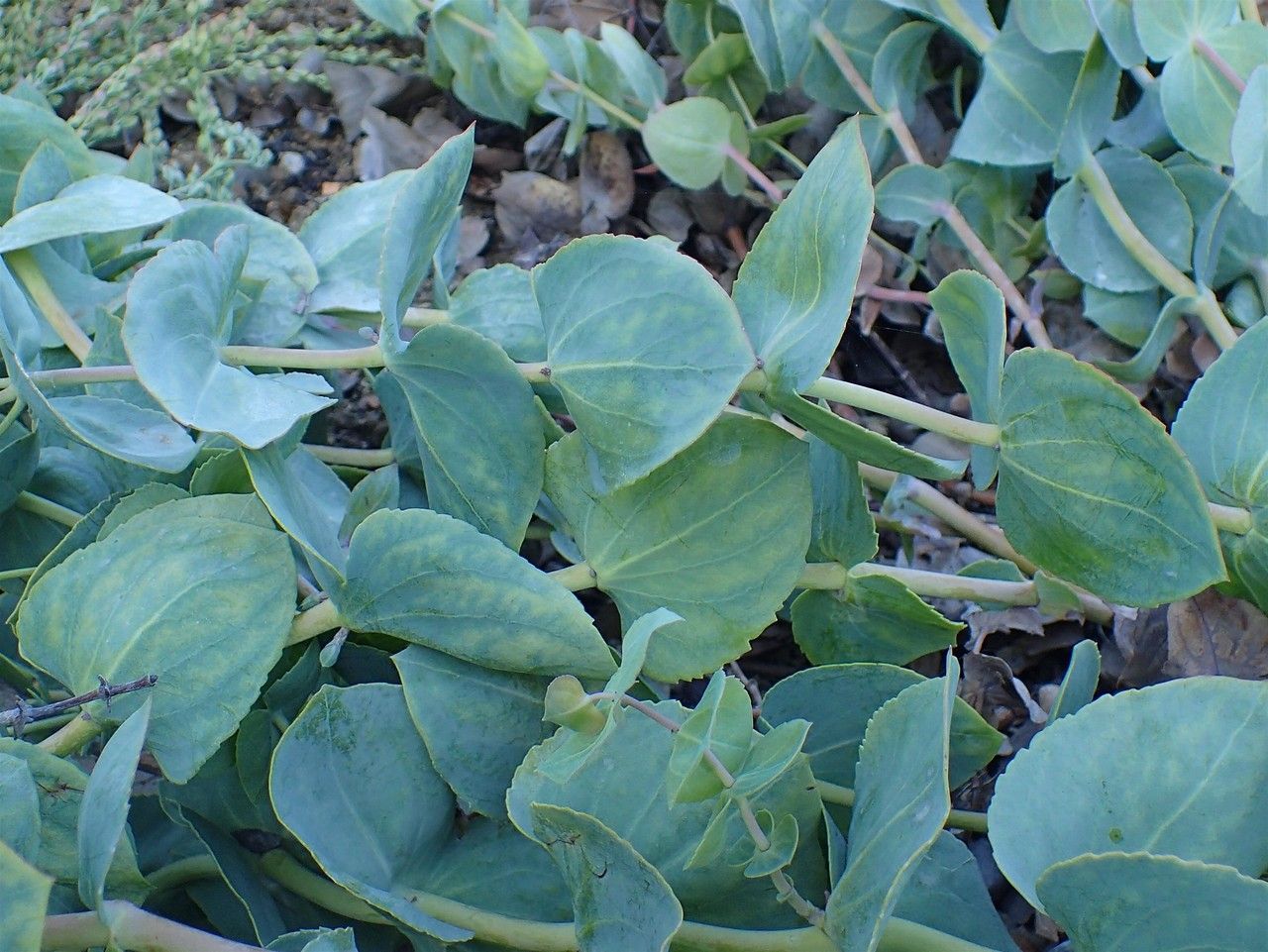 Veronica perfoliata habit