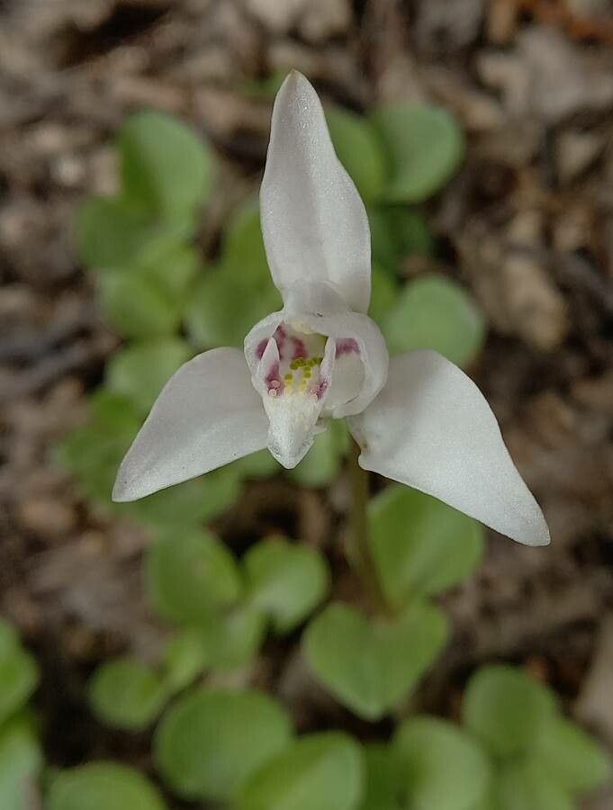 Codonorchis lessonii flower