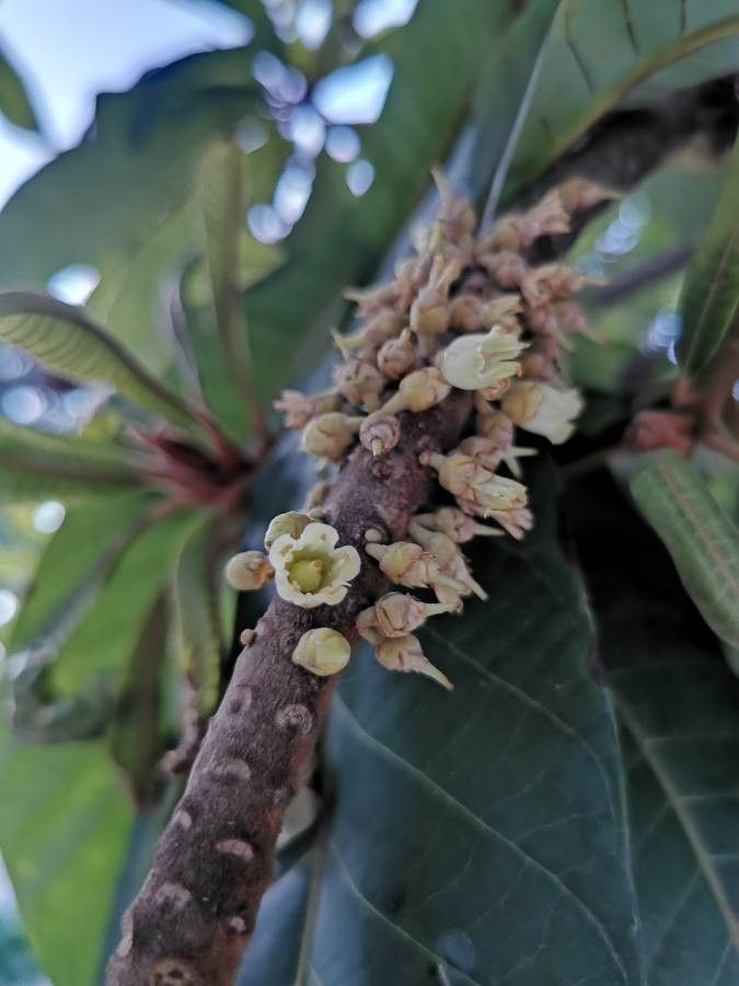 Pouteria sapota flower