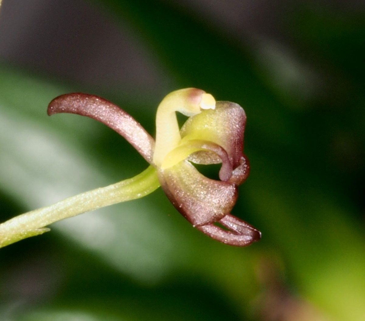 Liparis leratii flower