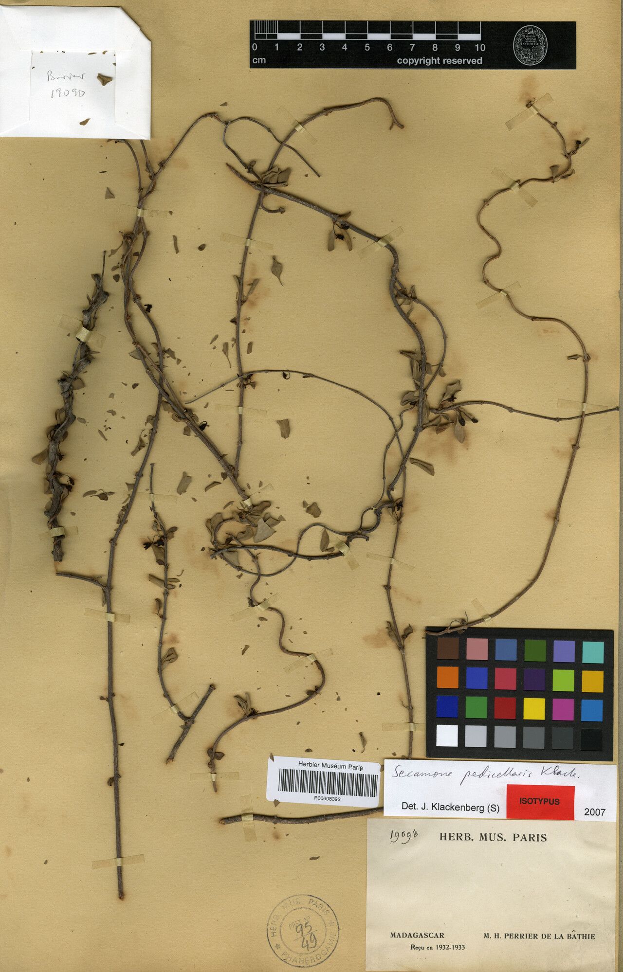 Secamone pedicellaris — houseplant care guide