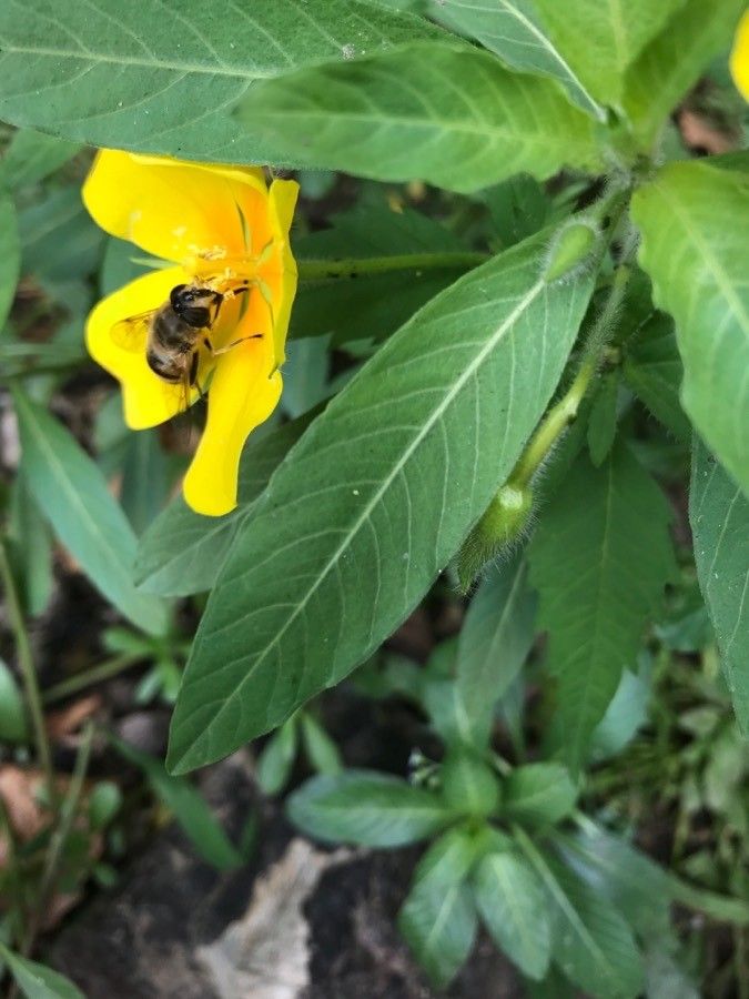 Ludwigia grandiflora