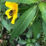 Ludwigia grandiflora