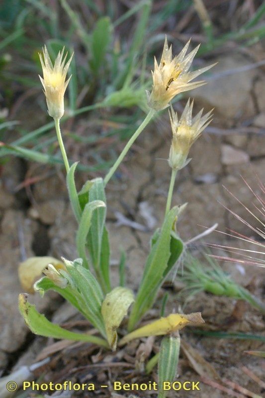 Catananche lutea habit