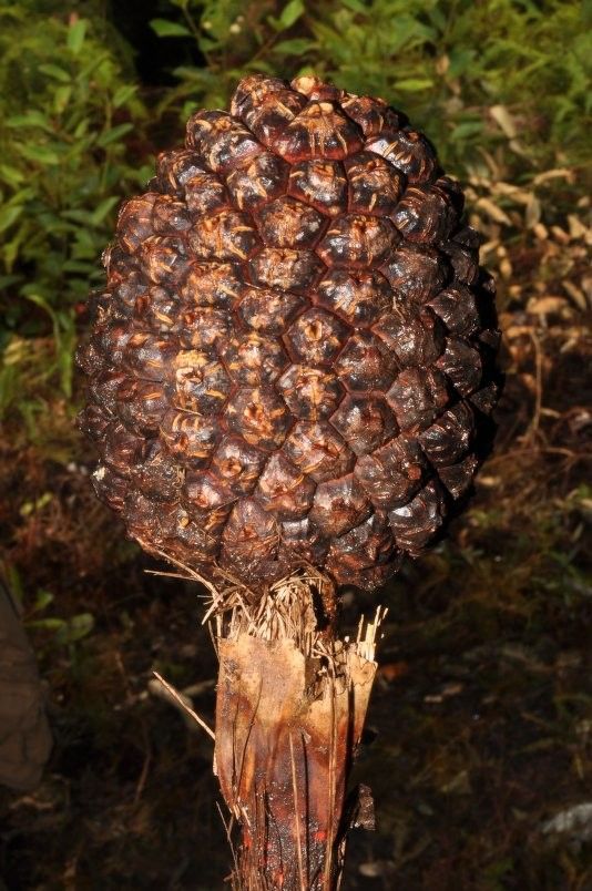 Pandanus taluucensis fruit