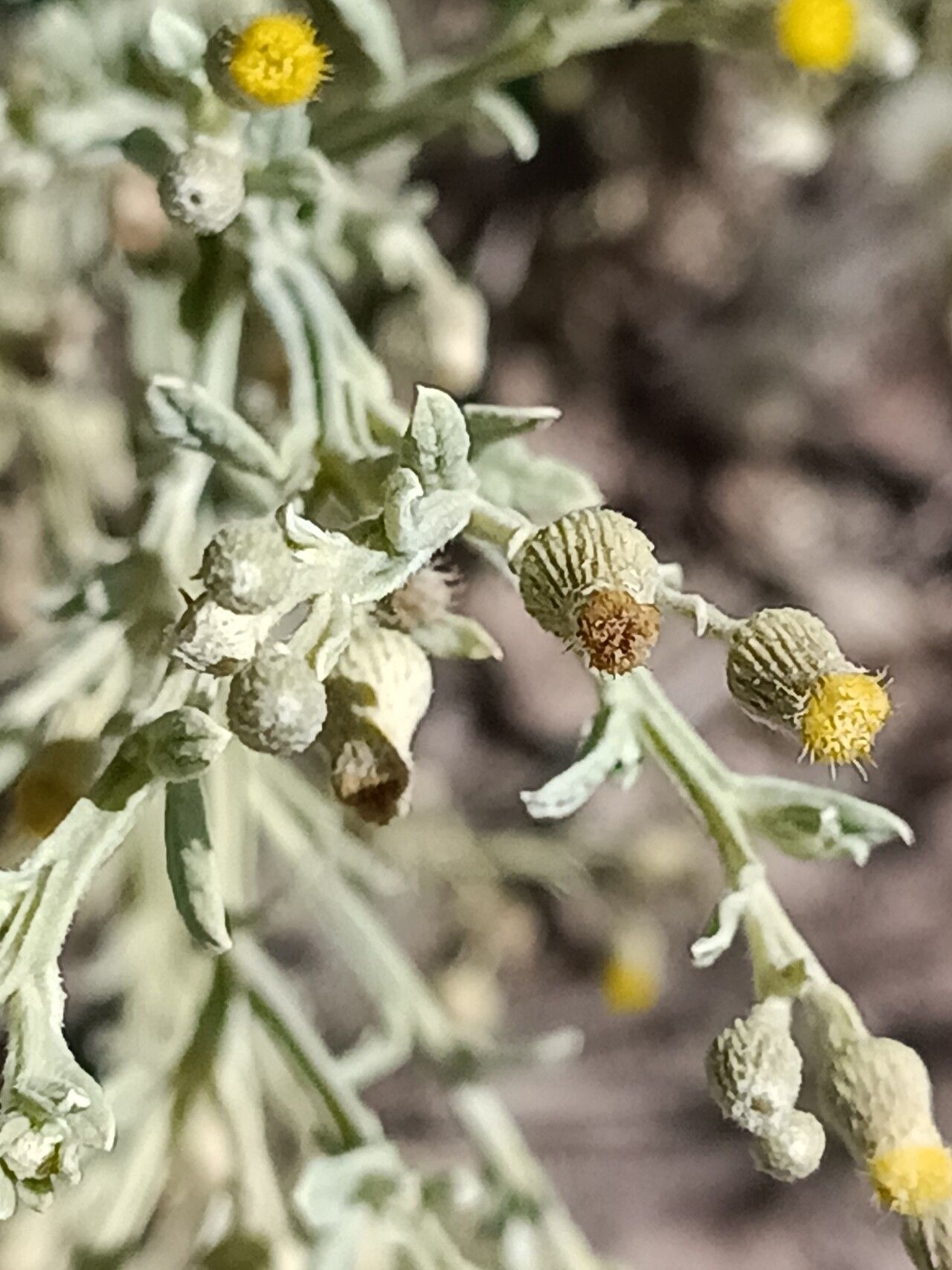 Laggera decurrens flower
