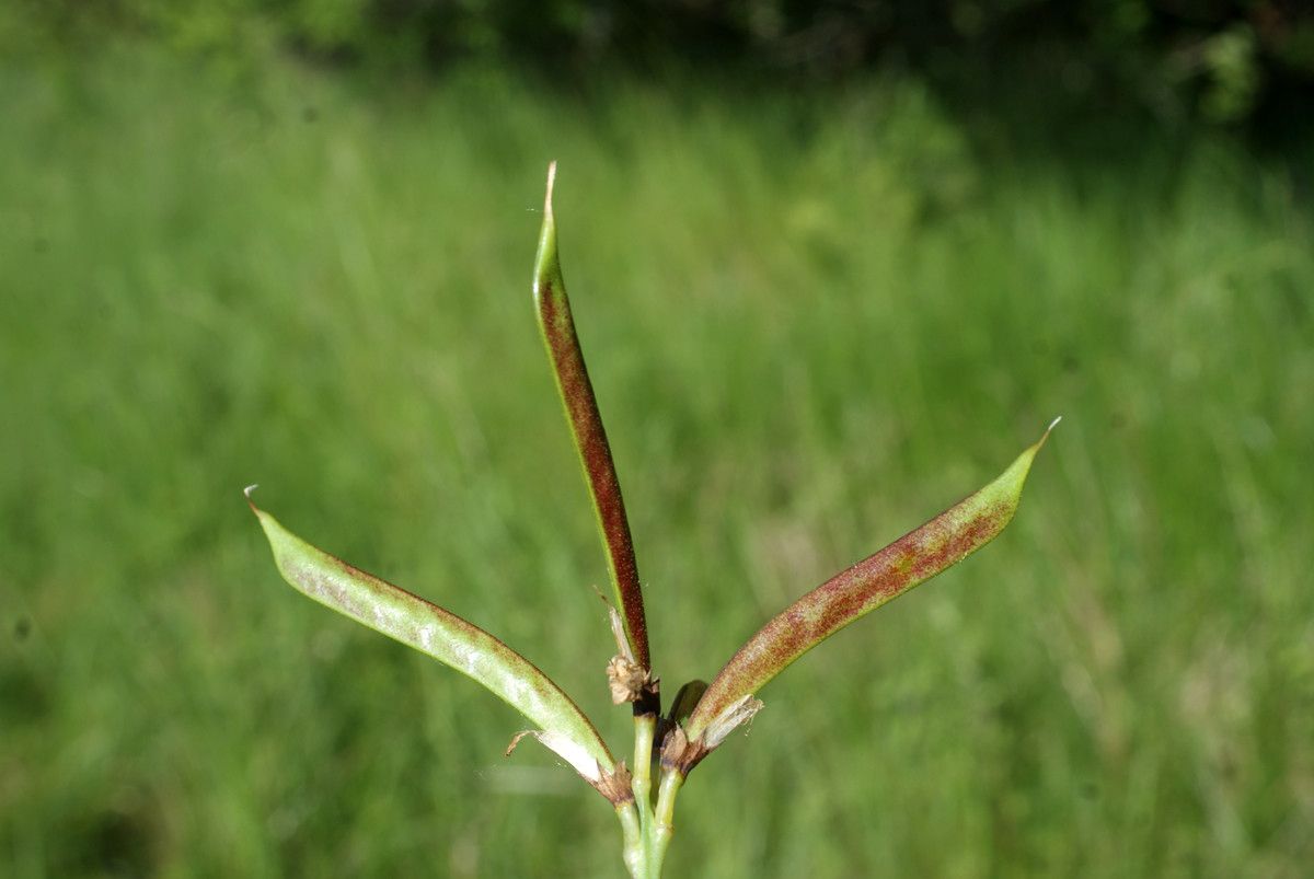 Lathyrus pannonicus fruit