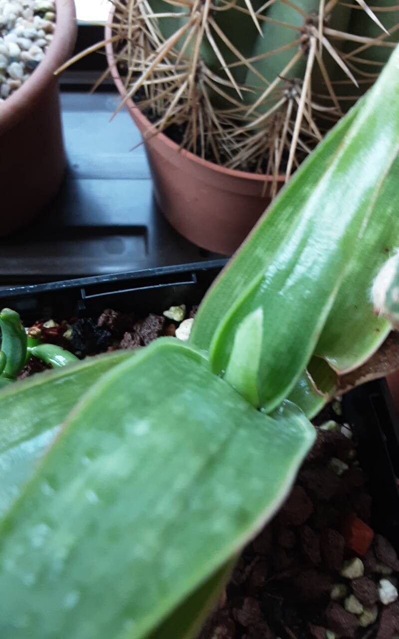 Aloe manandonae other