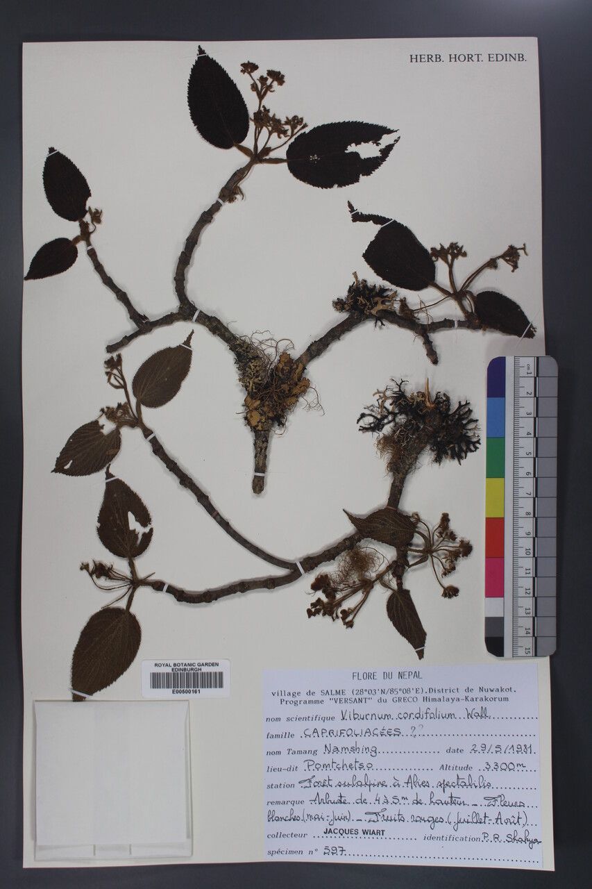 Viburnum cordifolium — search result for 'Viburnum'