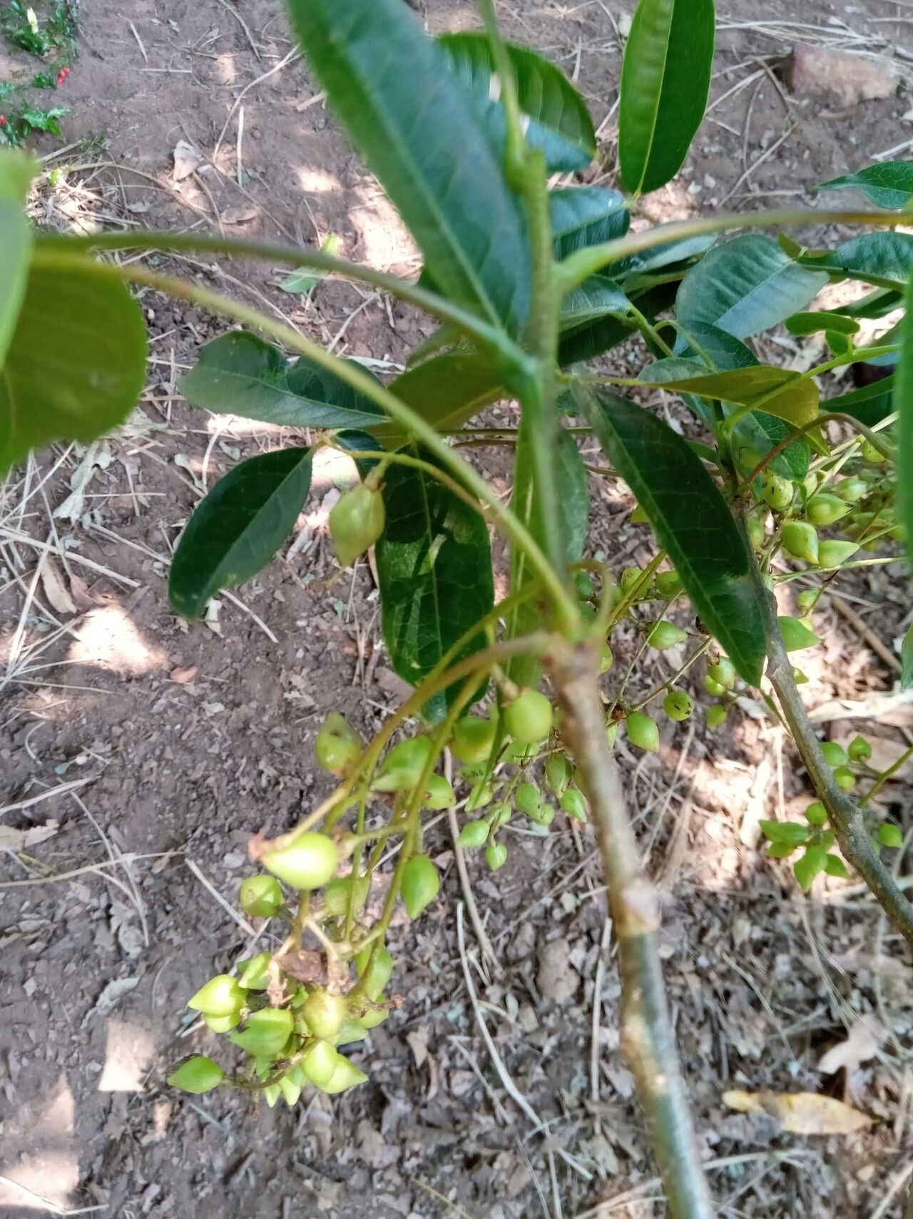 Commiphora tetramera fruit